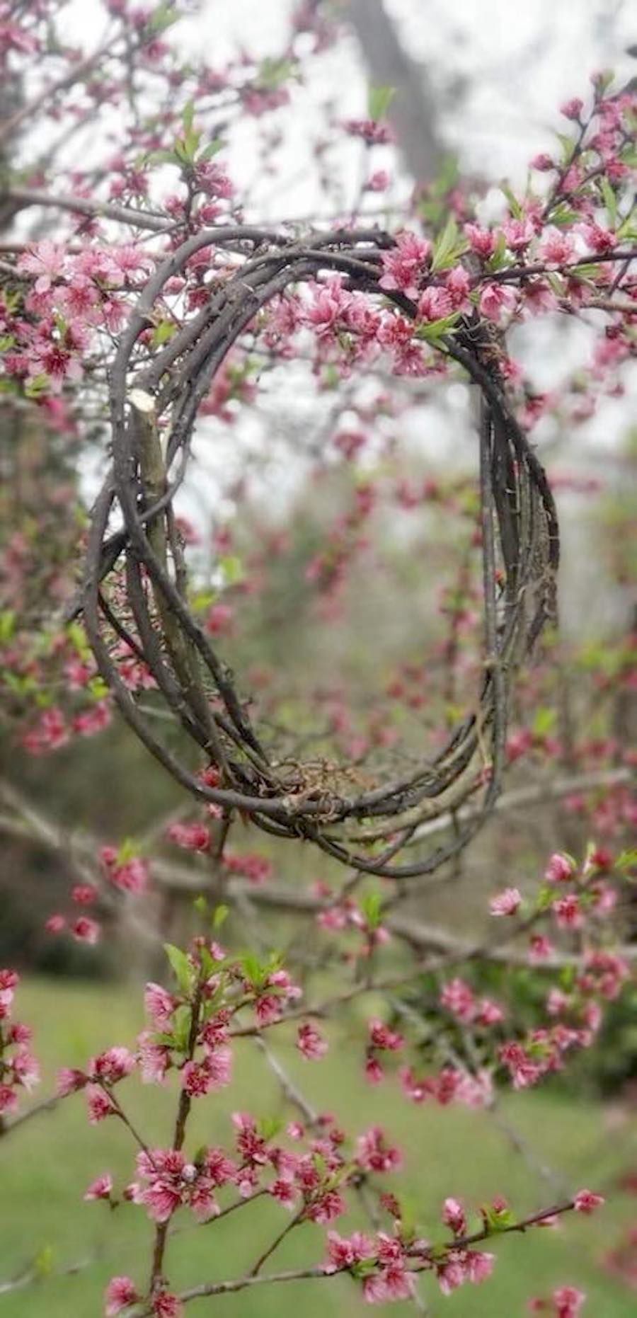 Crown of thorns